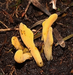 Clavulinopsis amoena