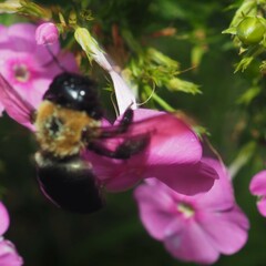 Xylocopa virginica virginica