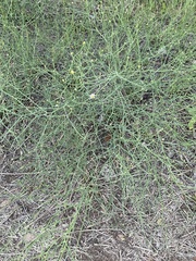 Chloracantha spinosa