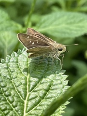 Pelopidas mathias