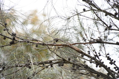 Acanthiza chrysorrhoa