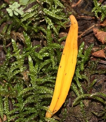 Clavulinopsis amoena