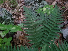 Dryopteris marginalis