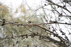 Acanthiza chrysorrhoa