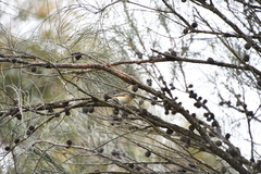 Acanthiza chrysorrhoa