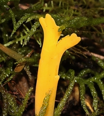 Clavulinopsis amoena