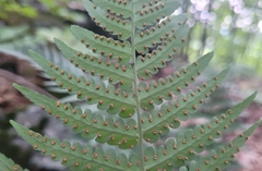 Dryopteris marginalis