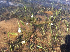 Sagittaria graminea