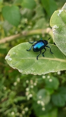 Platycorynus peregrinus