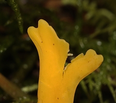 Clavulinopsis amoena