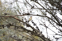 Acanthiza chrysorrhoa