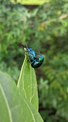 Platycorynus peregrinus