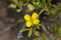 Roepera billardierei