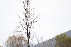 Gavicalis virescens