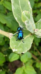 Platycorynus peregrinus