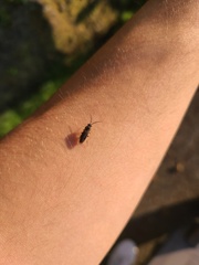 Symphyta
