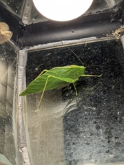 Microcentrum retinerve