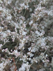 Eriogonum wrightii