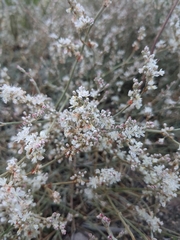 Eriogonum wrightii