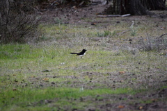 Rhipidura leucophrys