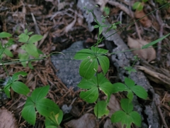 Galium lanceolatum