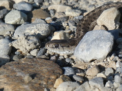 Thamnophis elegans vagrans