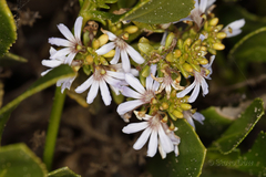 Scaevola crassifolia