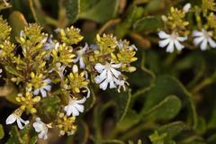 Scaevola crassifolia
