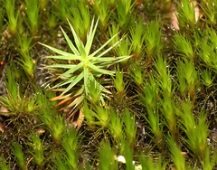 Campylopus introflexus