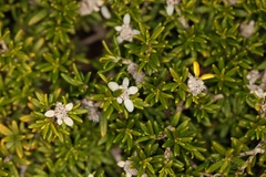 Spyridium phylicoides