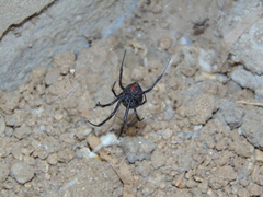 Latrodectus hesperus