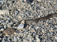 Thamnophis elegans vagrans