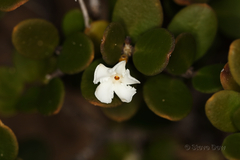 Alyxia buxifolia