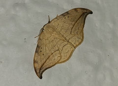 Drepana arcuata