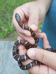 Lampropeltis triangulum