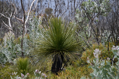 Image of Baarl (Xanthorrhoea platyphylla) by (c) Thomas Mesaglio, some rights reserved (CC BY)