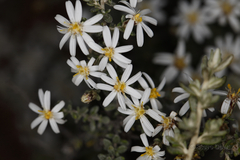 Olearia pimeleoides