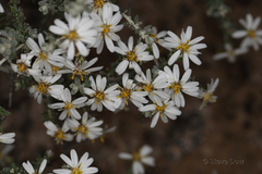 Olearia pimeleoides