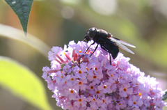 Copestylum violaceum