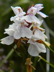 Dactylorhiza maculata ericetorum