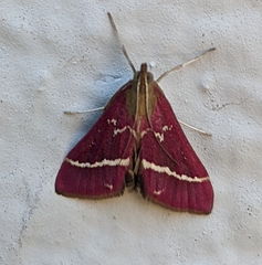 Pyrausta volupialis
