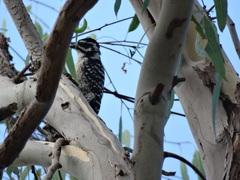 Dryobates nuttallii
