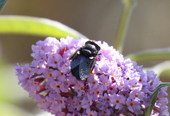 Copestylum violaceum