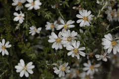 Olearia pimeleoides
