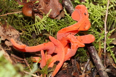 Clavulinopsis sulcata