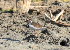 Charadrius tricollaris bifrontatus
