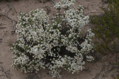 Olearia pimeleoides