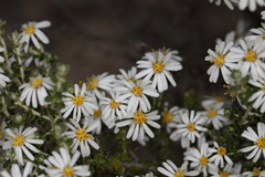 Olearia pimeleoides