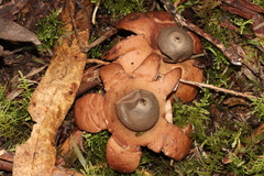 Geastrum triplex