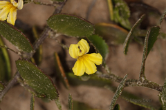 Goodenia varia